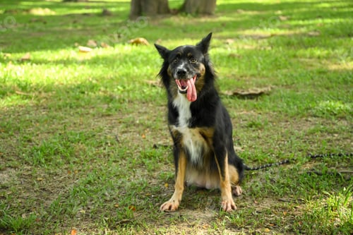 Preview: Happy border collie dog o sitting on the grass