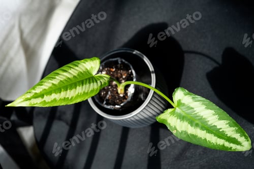 Preview: A rare houseplant Schismatoglottis, interior and aquarium,