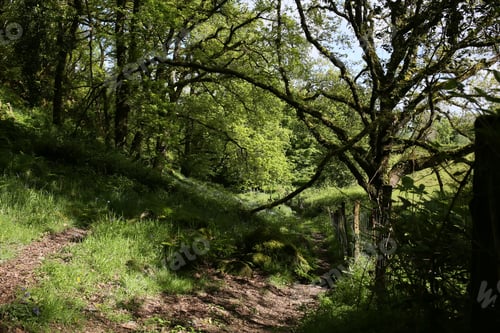 Preview: Scenic view of a pathway in a green forest