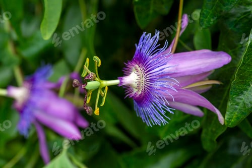 Preview: Passiflora amethystina, a species of passion flowers (passion vines).
