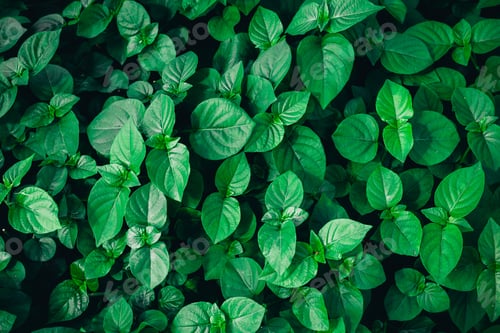 Preview: A background with an abstract design and a close-up texture of green leaves.