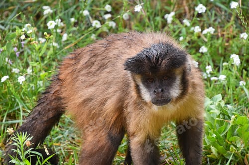 Preview: Brown tufted capuchin monkey male in green grass