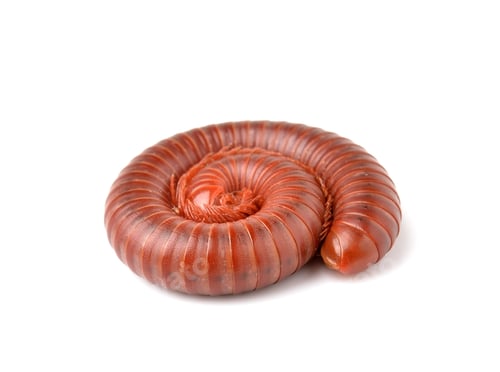 Preview: Millipede in perfect spiral form Isolated