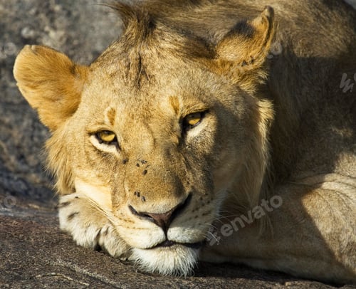 Preview: A Beautiful and Breathtaking wildlife in the World