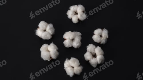 Preview: Cotton flowers isolated on black background. studio shot flat lay top view