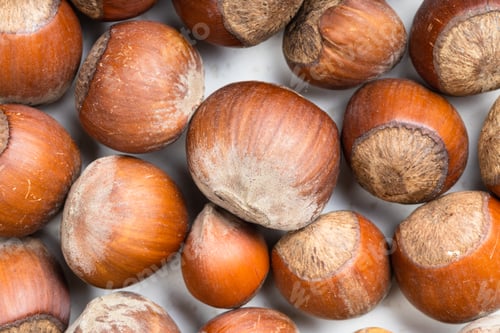 Preview: background - many ripe whole hazelnuts