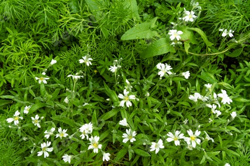 Delicate white flowers among green grass