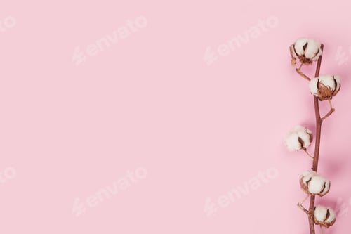 Preview: Top view of Cotton flower on pastel pink paper background with copy space, overhead. Minimalism flat