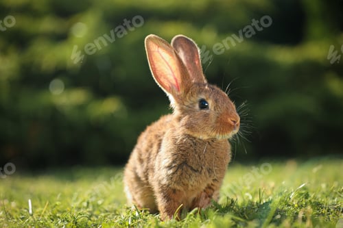 Preview: Cute fluffy rabbit on green grass outdoors