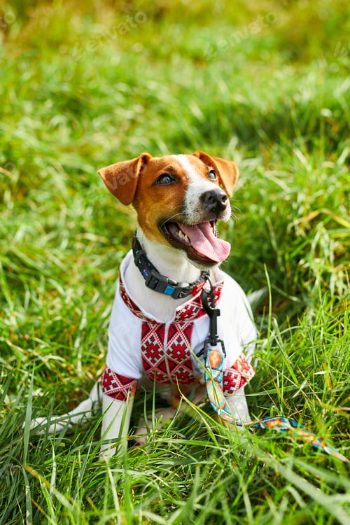 Preview: Cute puppy Jack Russell terrier- a patriot of Ukraine