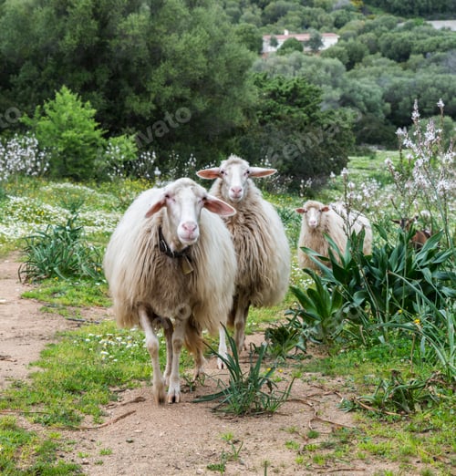Preview: three sardinia sheep