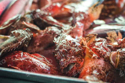 Preview: Raw lion fish at fish market