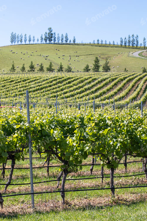 Preview: Beautiful scenery on vineyard and fields in New Zealand. Winery and wine.