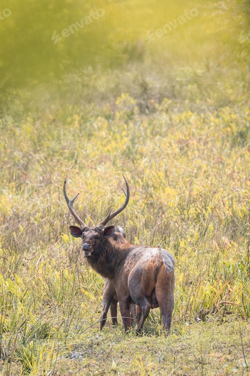 Preview: Pair of Sri Lankan sambar deer at Yala national park, huge antler samba male looking back