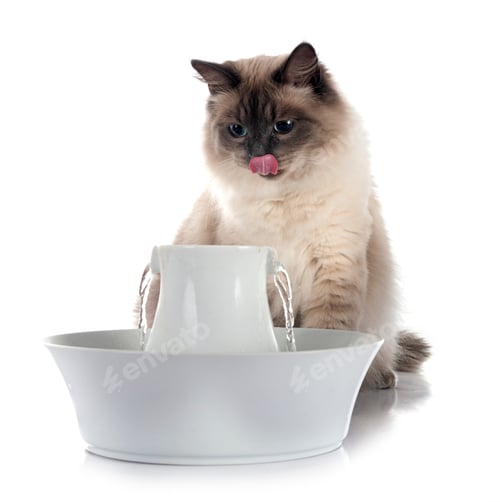 Preview: siberian cat and fountain in studio