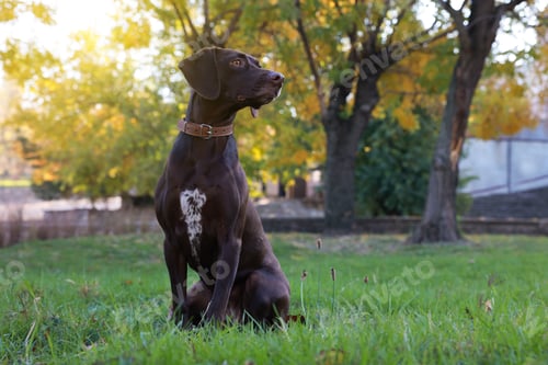Preview: Cute German Shorthaired Pointer dog sitting on green grass in park, space for text
