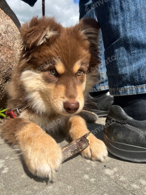 Preview: Portrait of a young Finnish Lapphund dog and puppy lying with stick outdoors