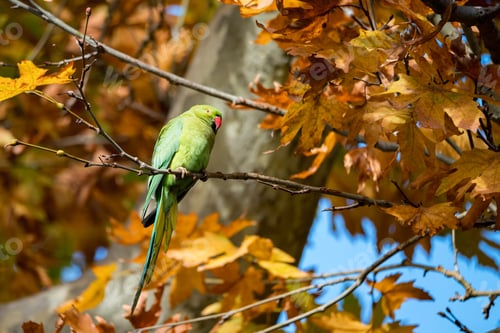 Preview: Alexandrine Parakeet or Psittacula eupatria perch on tree branch