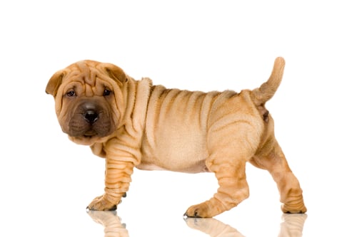 Preview: Sharpei