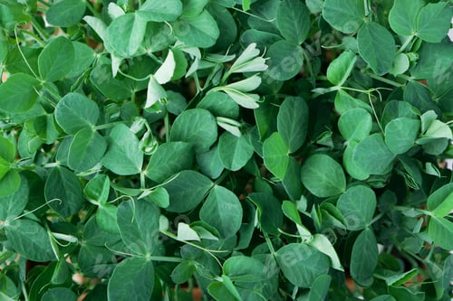 Preview: Close-up of microgreen peas. Concept of home gardening and growing greenery indoors