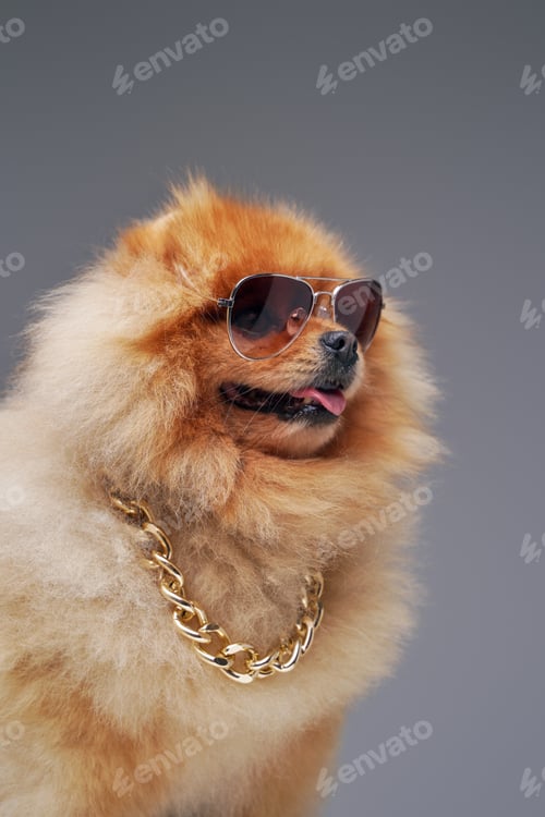 Preview: Fluffy pomeranian dog with golden chain and sunglasses
