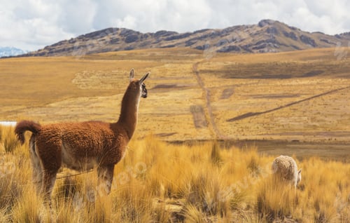 Preview: Llama