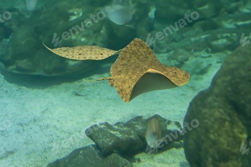 Preview: Spiny Butterfly Ray (Gymnura altavela)