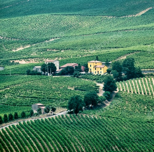 Preview: Oltrepo Piacentino (Italy), rural landscape at summer