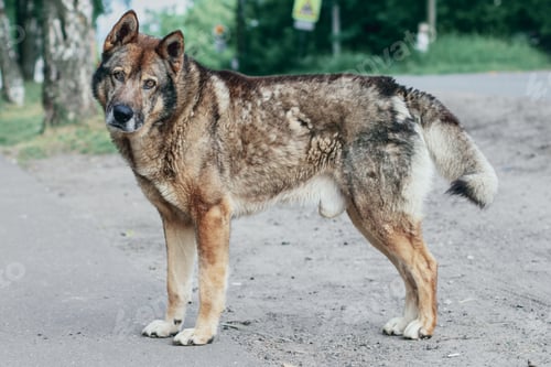 Preview: Big yard dog in beautiful style. Nature background. Nature face