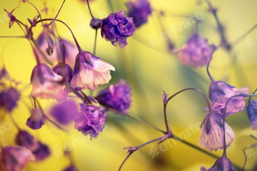 Preview: Delicate purple flowers on a light yellow background. Selective focus.
