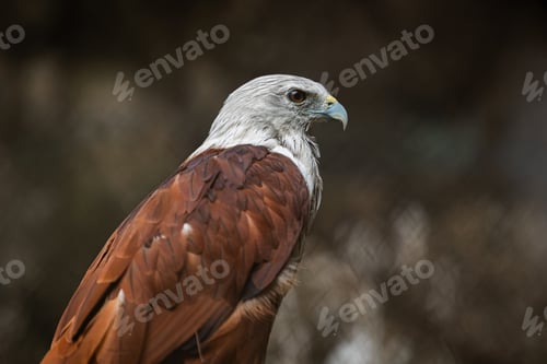 Preview: Brahminy Kite, Haliastur indus, Small red hawk eagle, Predator bird of Prey in Southeast Asia