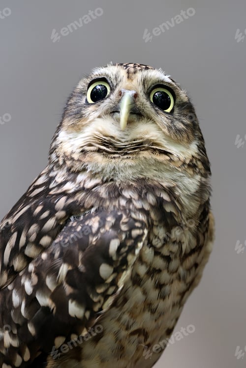 Preview: Burrowing owl (Athene cunicularia) closeup shot on blurred background