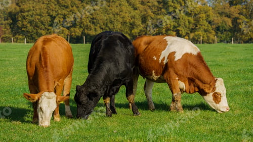 Preview: Herd of cows at summer green field. Cows On On Farmland