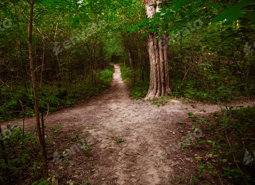 Preview: View of a crossroad in the middle of a forest