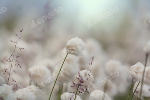 Preview: Polar flowers