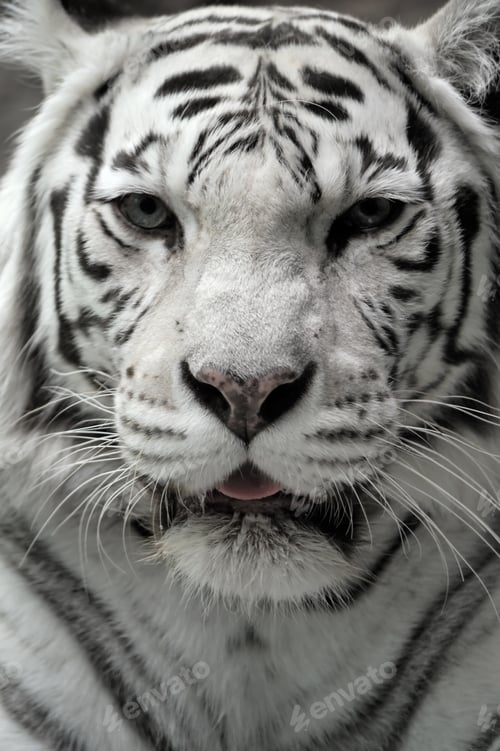 Preview: White tigress, close-up portrait