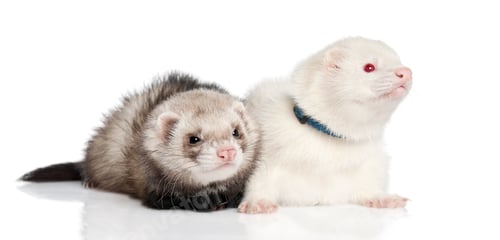 Preview: ferret - Mustela putorius furo