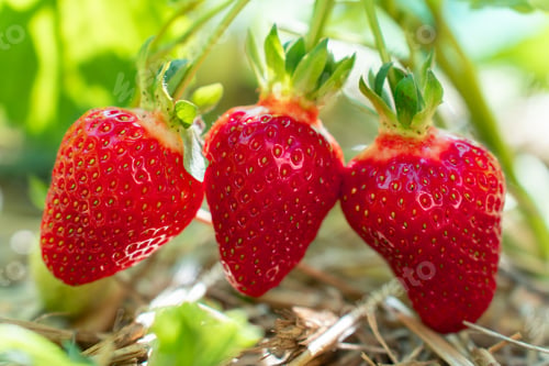 Preview: Ripe Red Strawberries Ripening On Bush In Sunny Summer Garden
