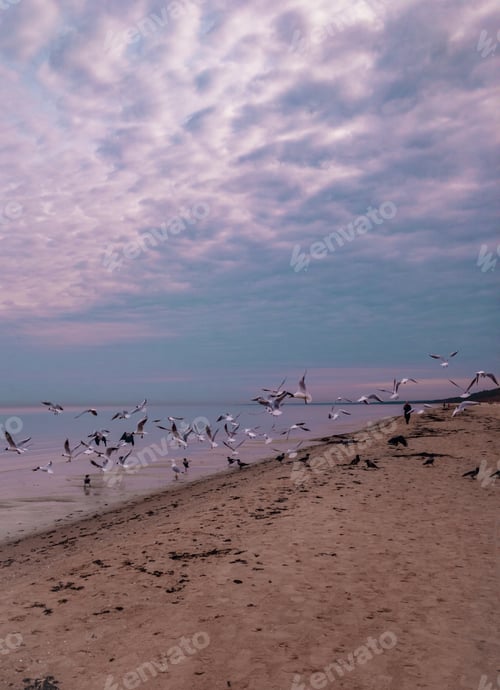 Preview: A flock of seagulls and crows on the seashore eat. People feed seabirds