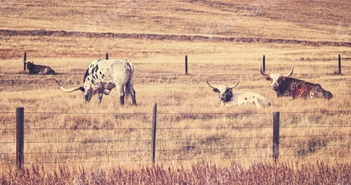 Preview: Old film retro stylized Texas Longhorns.