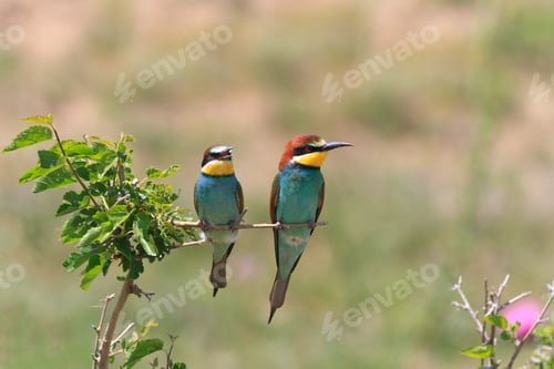 Preview: european bee eater (Merops Apiaster)