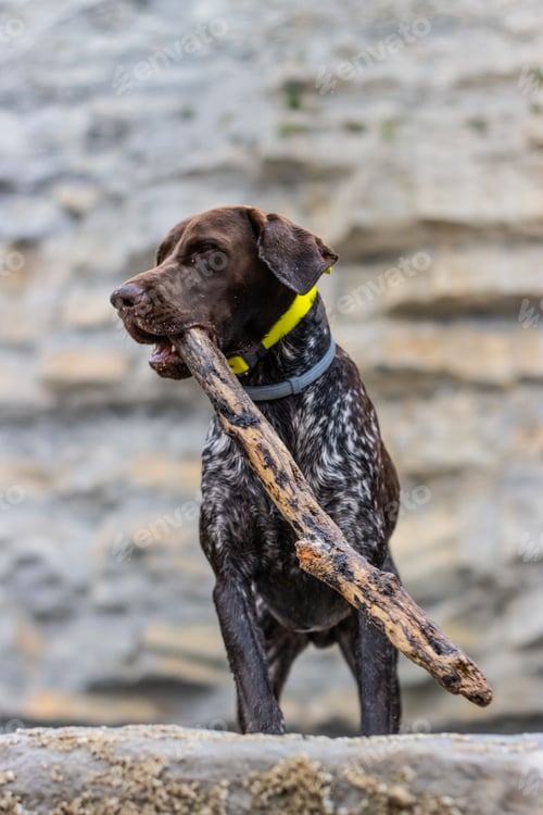Preview: Excitable canine stands atop a rocky ledge with a stick in its mouth