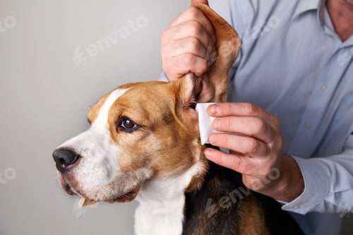 Preview: The veterinarian cleans the beagle dog's ears with a napkin.