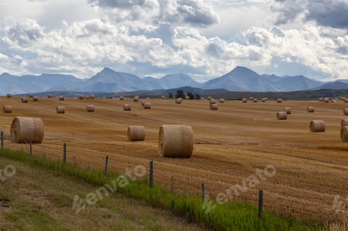 Preview: Bales of Hay in a farm field during a vibrant sunny summer day