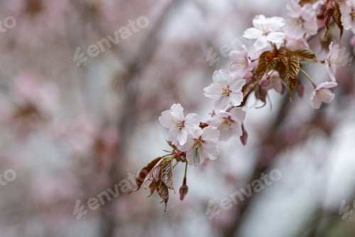 Preview: Cherry blossom