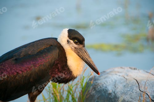 Preview: Woolly-necked stork or white necked stork, in the nature habitat, India.