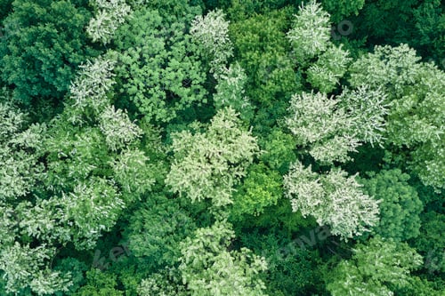Preview: Top down flat aerial view of dark lush forest with blooming green trees canopies in spring