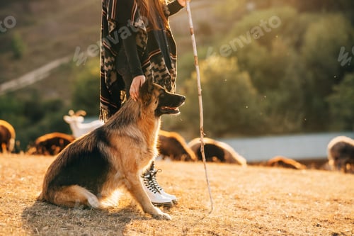Preview: The dog sits with its owner on the lawn