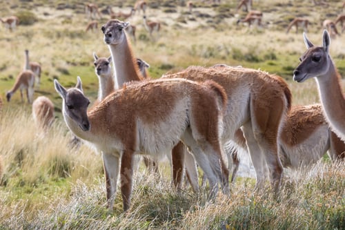 Preview: Guanaco
