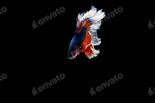 Preview: Beautiful colorful of siamese betta fish
